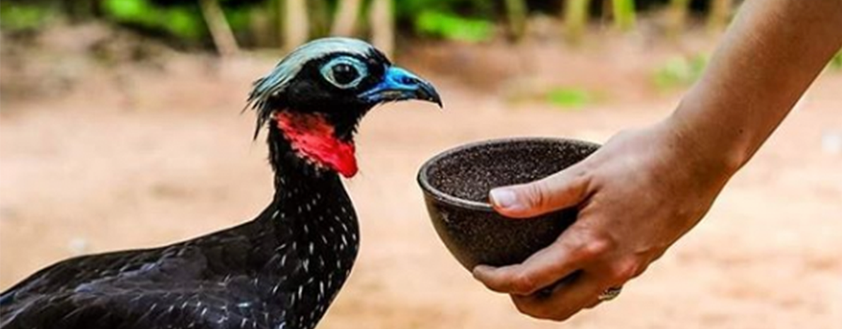 Transfer de Chegada e Saída - Aeroporto para os hotéis em Foz do Iguaçu + Cataratas Brasileiras + Parque das Aves + Cataratas Argentinas (sem ingressos)