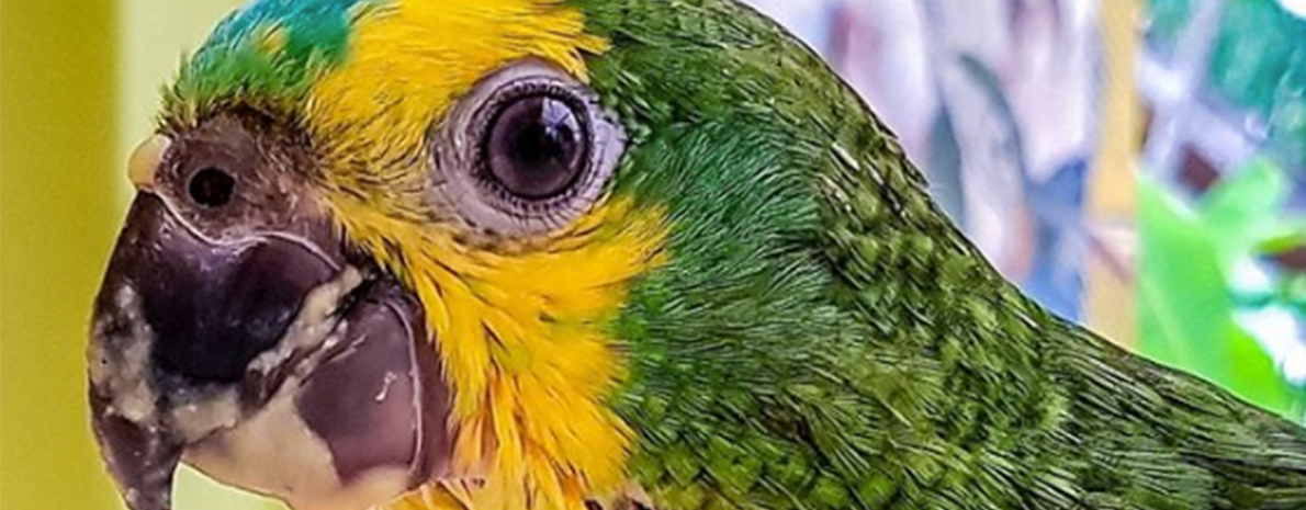 Transfer de Chegada e Saída do Aeroporto para hotéis em Foz do Iguaçu + Cataratas Brasileiras + Parque das aves + Compras no Paraguai (sem ingressos)