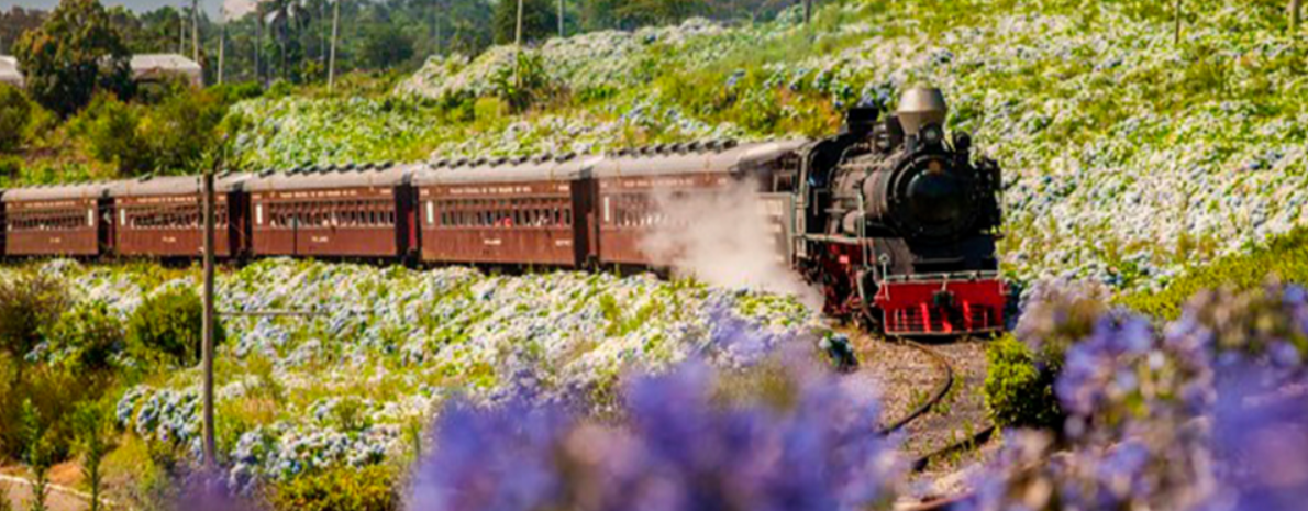 Transfer de Chegada e Saída do Aeroporto de Canoas para Gramado ou Canela + 1 Ticket Bustour + Tour Origens Alemãs + Trem Maria Fumaça